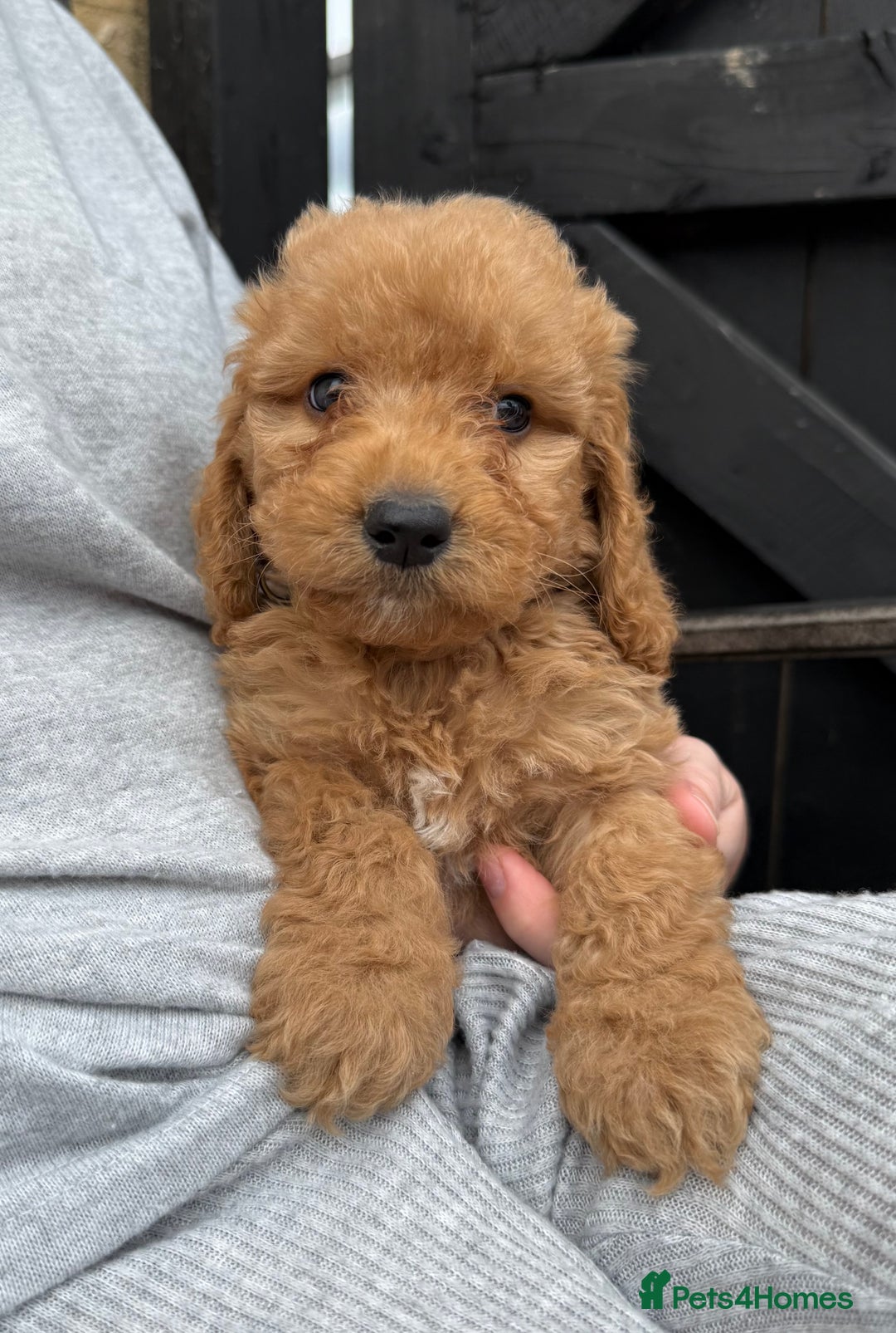 Cockapoo dogs for sale: Cockerpoo Puppies - Image 35