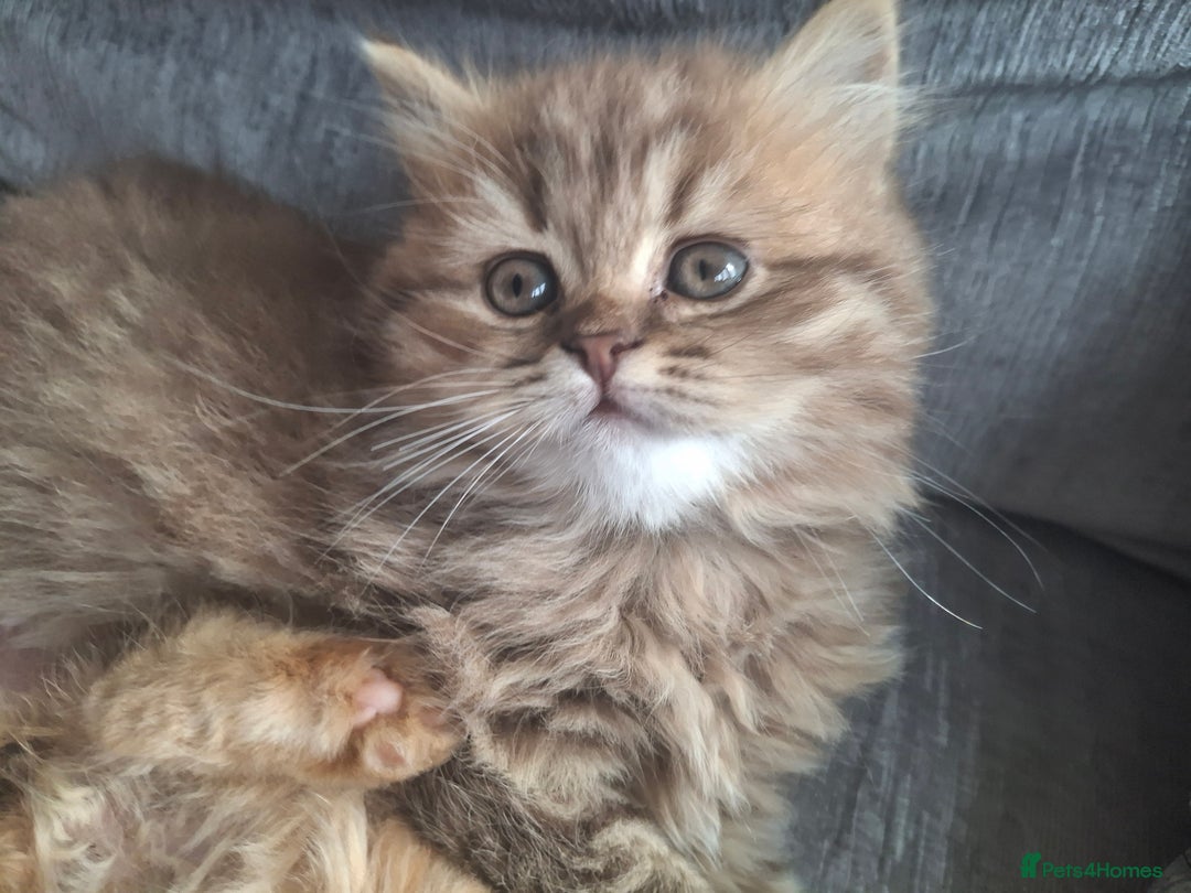 British Longhair cats for sale: 2 x Rare and stunning Pedigree BLH kittens - Image 10
