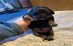 Cockapoo dogs for sale: Stunning Litter of Phantom F1 Cockapoo Puppies - Image 16