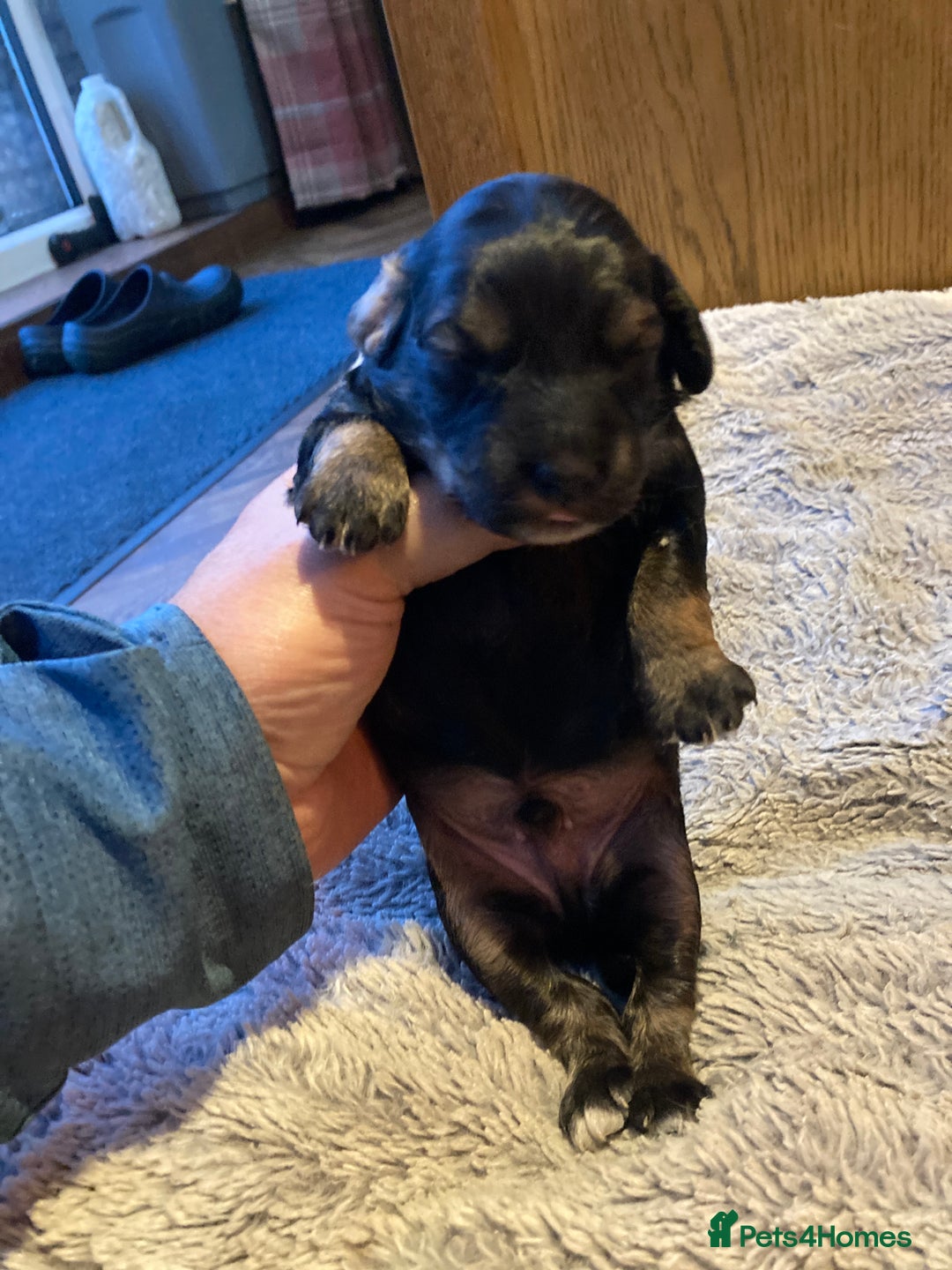 Cockapoo dogs for sale: Stunning Litter of Phantom F1 Cockapoo Puppies - Image 16