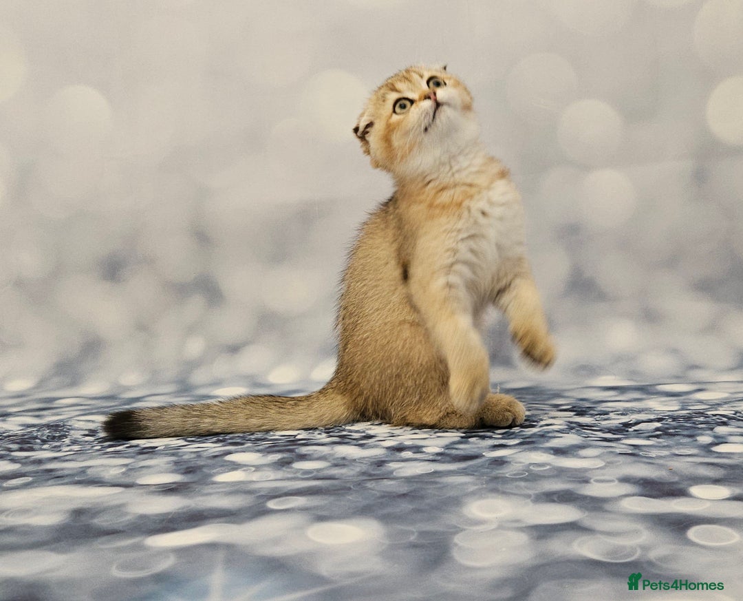 British Shorthair cats for sale: Excellent Scottish straight and fold kittens - Image 32