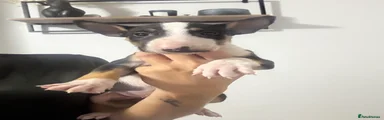 English Bull Terrier 4