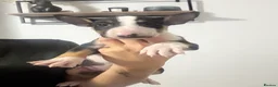 English Bull Terrier dogs for sale: English bull terrier puppies  - Advert 14
