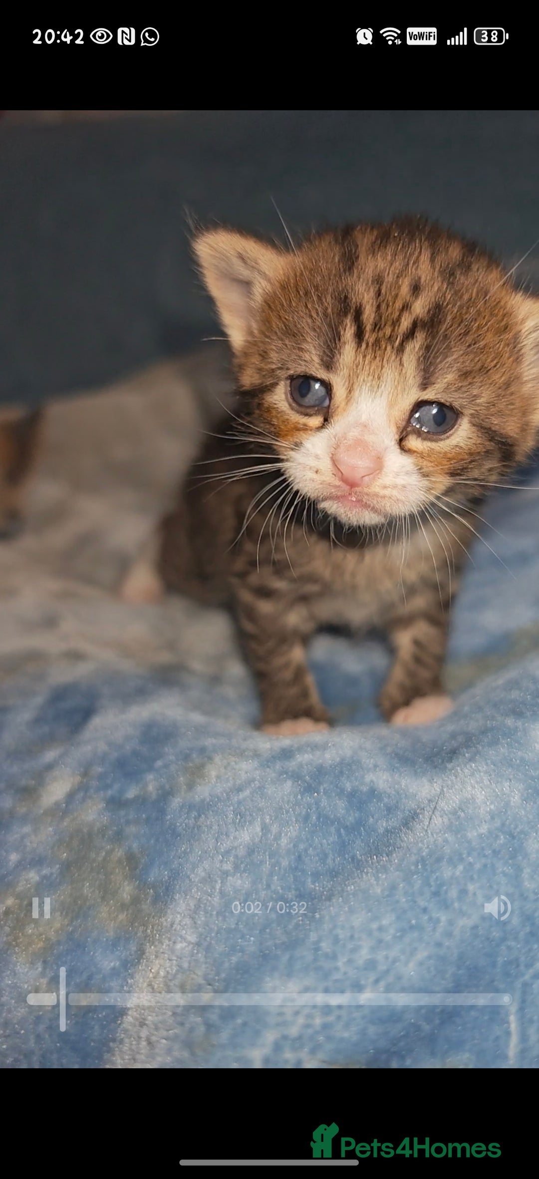 Mixed Breed cats for sale: Beautiful kittens  - Advert 27