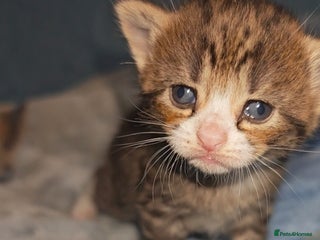 Mixed Breed cats Beautiful kittens - Advert 1