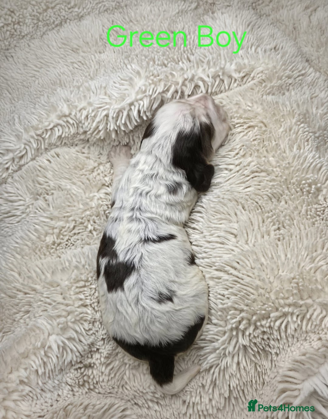 Cocker Spaniel dogs for sale: Beautiful Show Type Cocker Spaniels - Advert 17