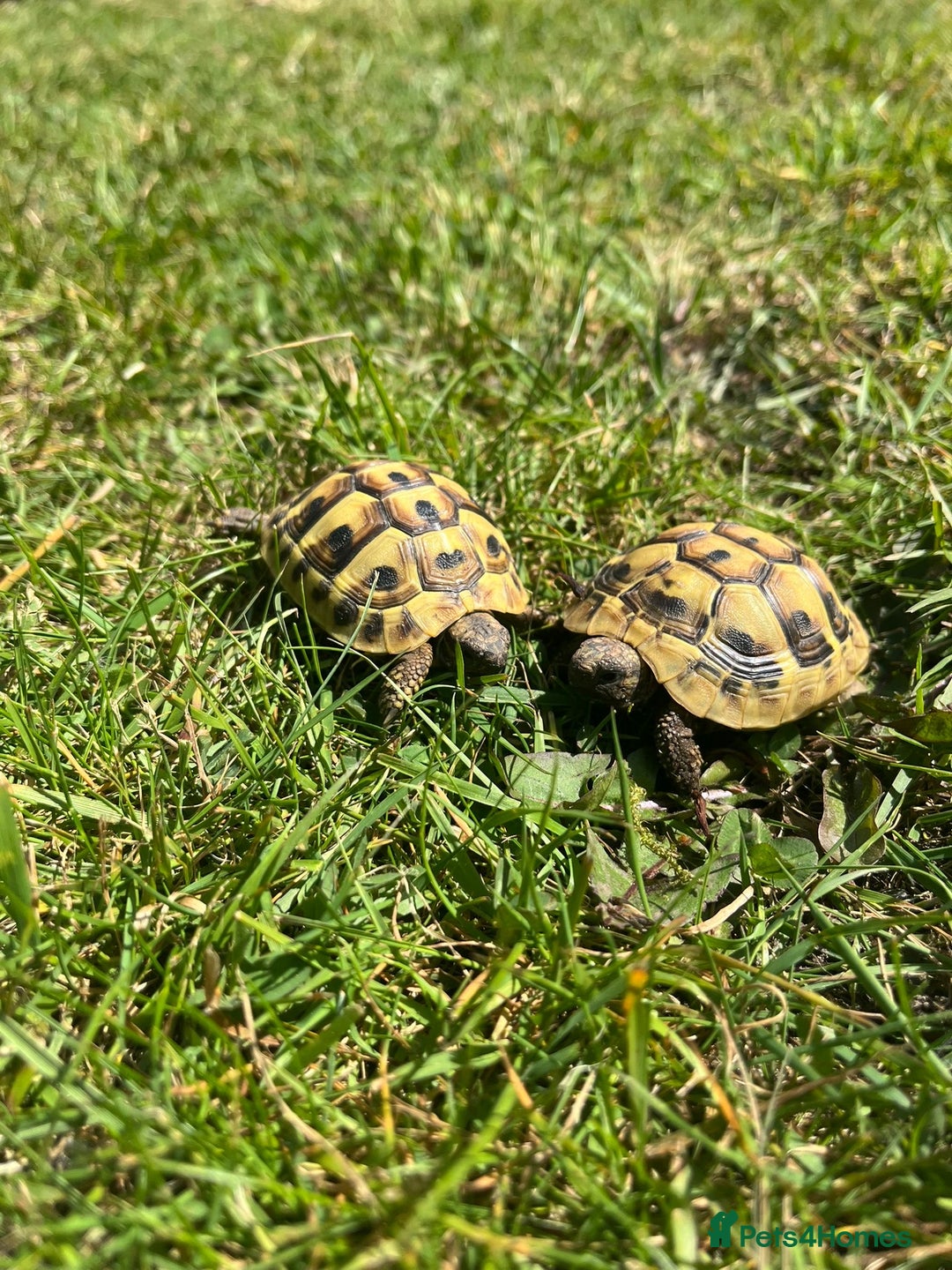 Tortoise reptiles for sale: 2x baby Herman tortoises  - Image 2