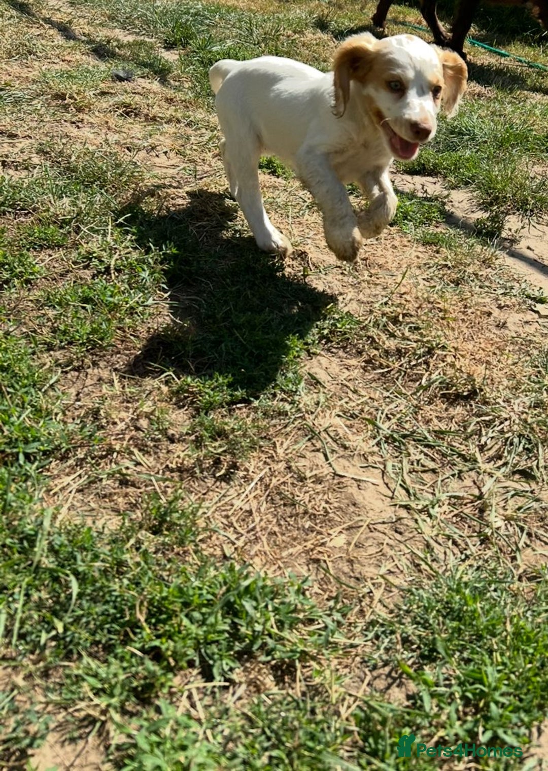 Cocker Spaniel dogs for sale: Gorgeous cocker spaniel puppies  - Image 6