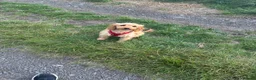 Mixed Breed dogs for sale: Cockapoo nala  - Advert 2