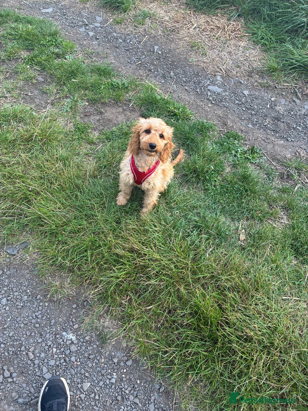 Mixed Breed dogs for sale: Cockapoo nala  - Advert 2