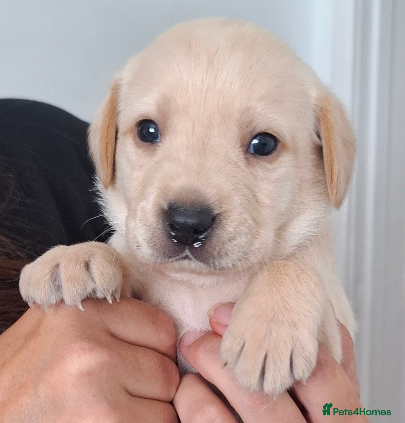 Labrador Retriever dogs **1 beautiful boy** - Advert 13