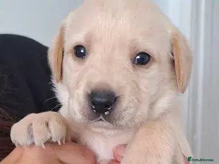 Labrador Retriever dogs **1 beautiful boy** - Advert 13
