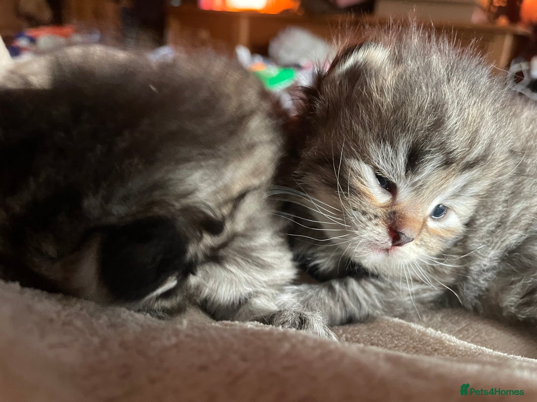 Siberian cats for sale: Ragdoll x Siberian  - Advert 13