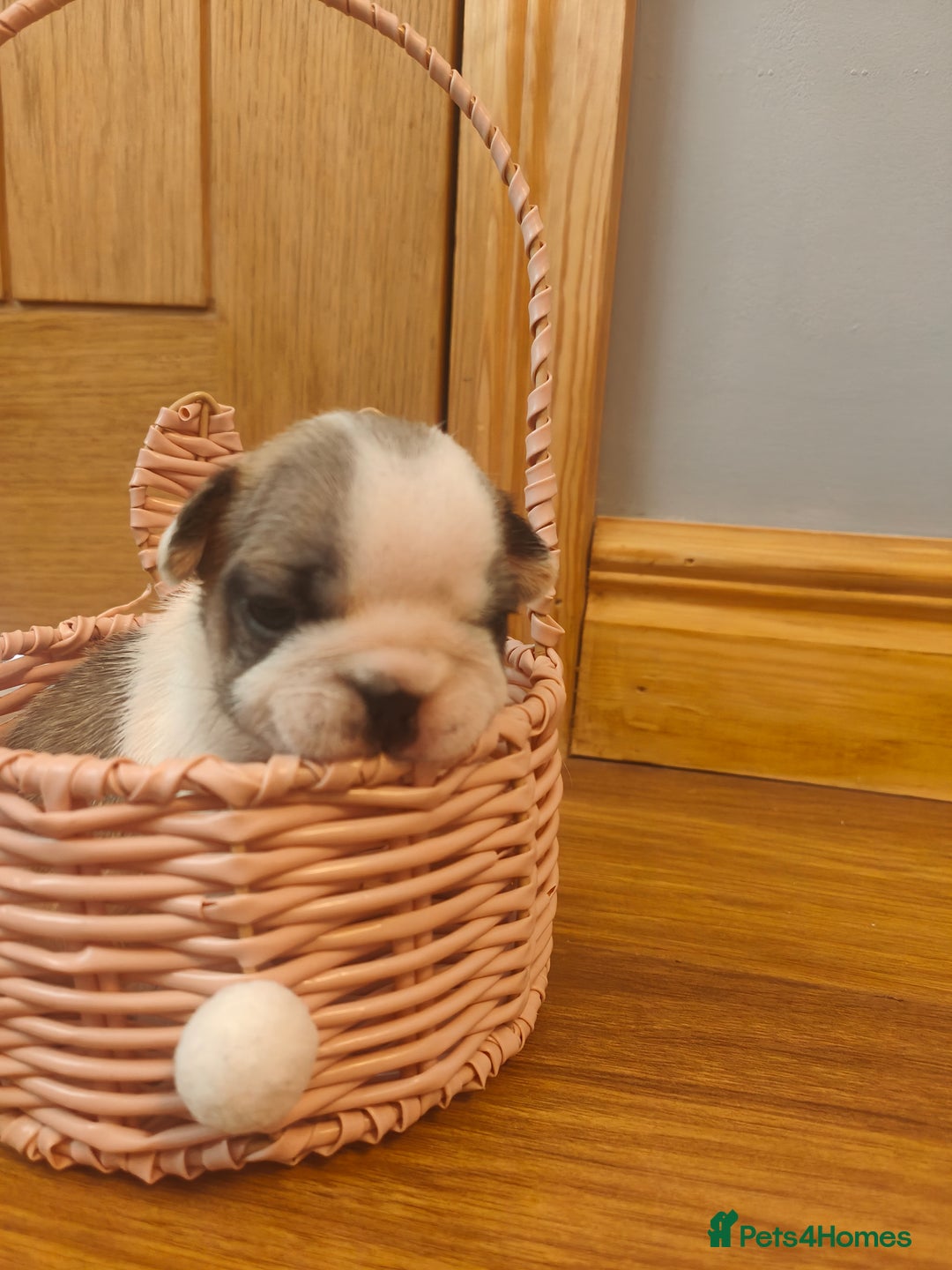 French Bulldog dogs for sale: KC reg French bulldog puppies female & male big➰  - Image 5