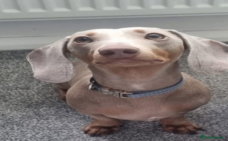 Miniature Dachshund dogs - Advert 6