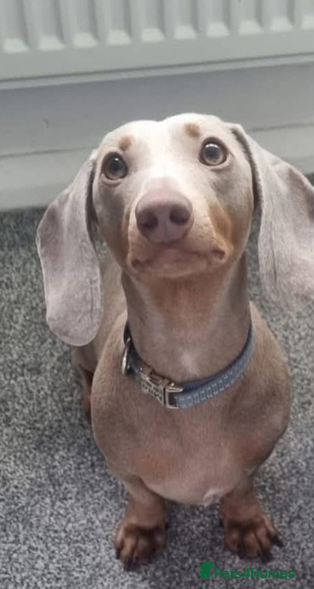 Miniature Dachshund dogs for stud: Minuture dashaund for stud KC Reg - Image 1