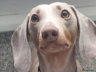 Miniature Dachshund dogs - Advert 21