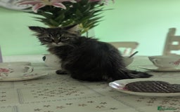 Persian cats for sale: ADORABLE RUSSIAN BLUE X PERSIAN KITTENS - Image 2