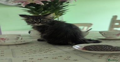 Persian cats - Advert 9