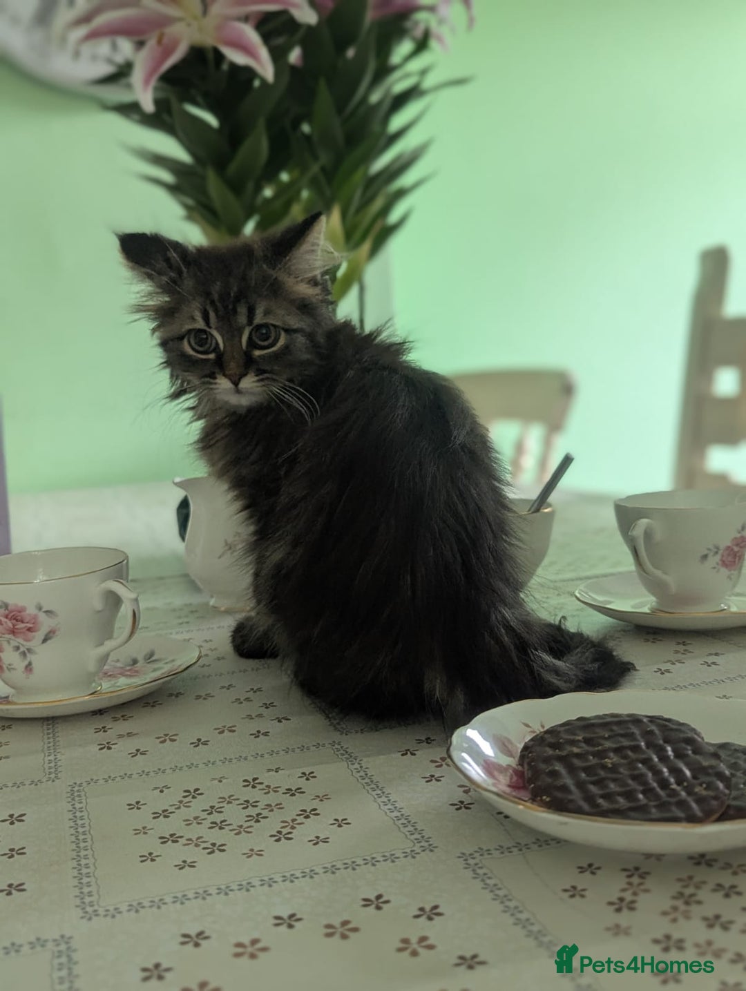 Persian cats for sale: ADORABLE RUSSIAN BLUE X PERSIAN KITTENS - Image 2