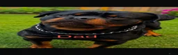 Rottweiler dogs for sale: Rottweiler Puppies  - Advert 11