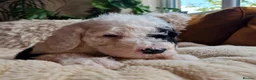 Sheepadoodle dogs for sale: Ultimate Pedigree F1 Sheepadoodles  - Advert 12