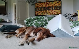 Mixed Breed dogs for sale: Collie cross 6 years old  - Image 4
