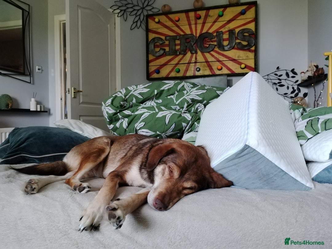 Mixed Breed dogs for sale: Collie cross 6 years old  - Image 4