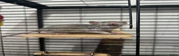 Rat rodents for sale: Baby rats  - Advert 8