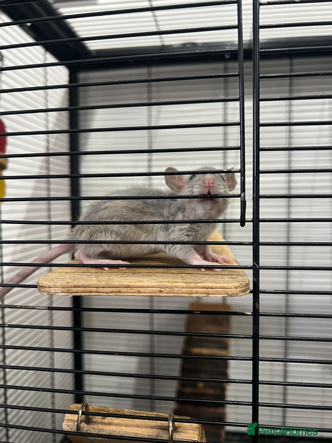 Rat rodents for sale: Baby rats  - Advert 8