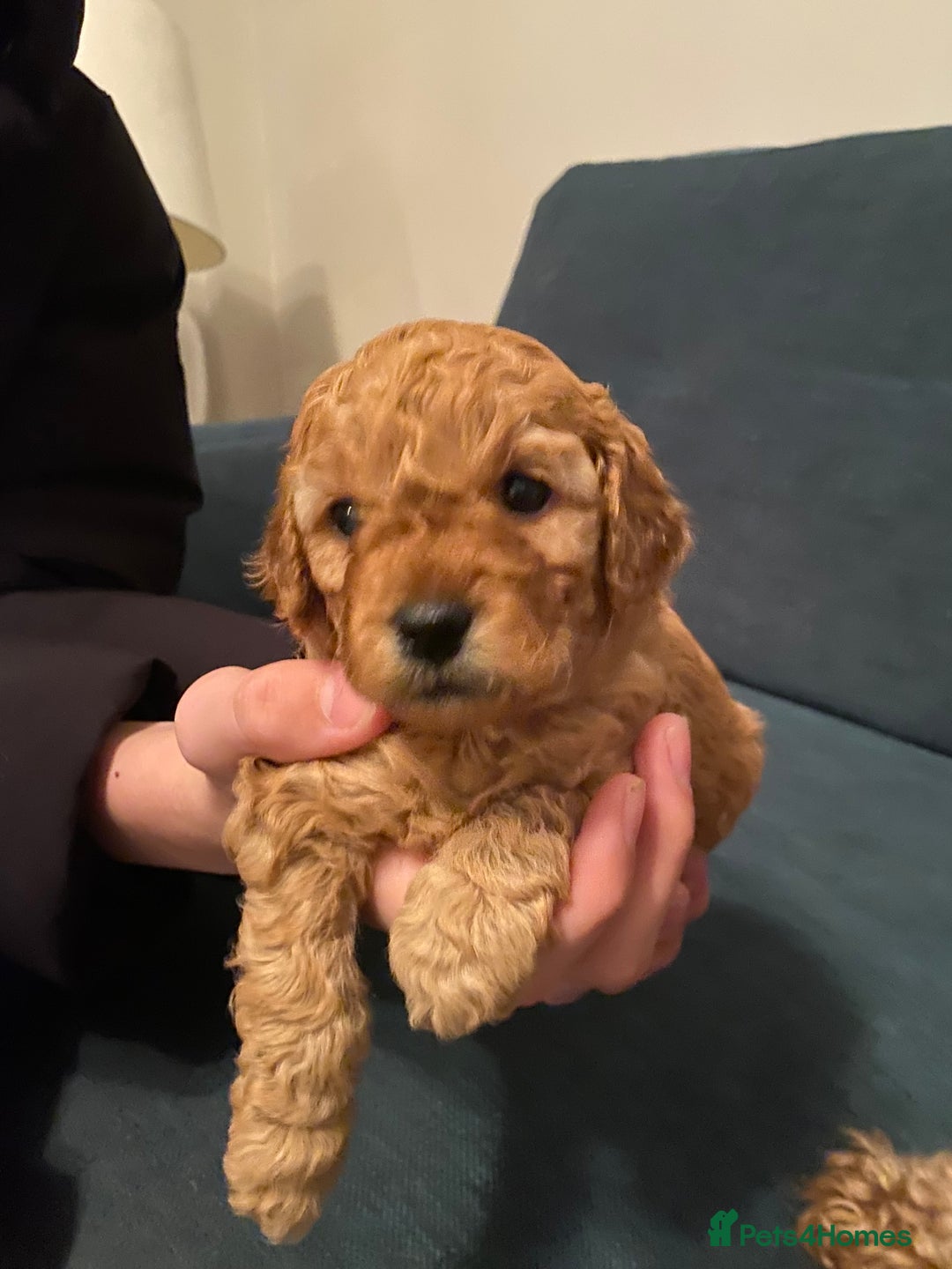 Cavapoo dogs for sale: F1B Toy Red Cavapoos for Sale - Advert 11