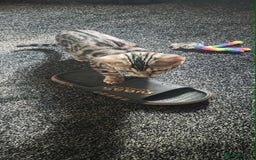 Bengal cats for sale: Silver bengals - Image 20