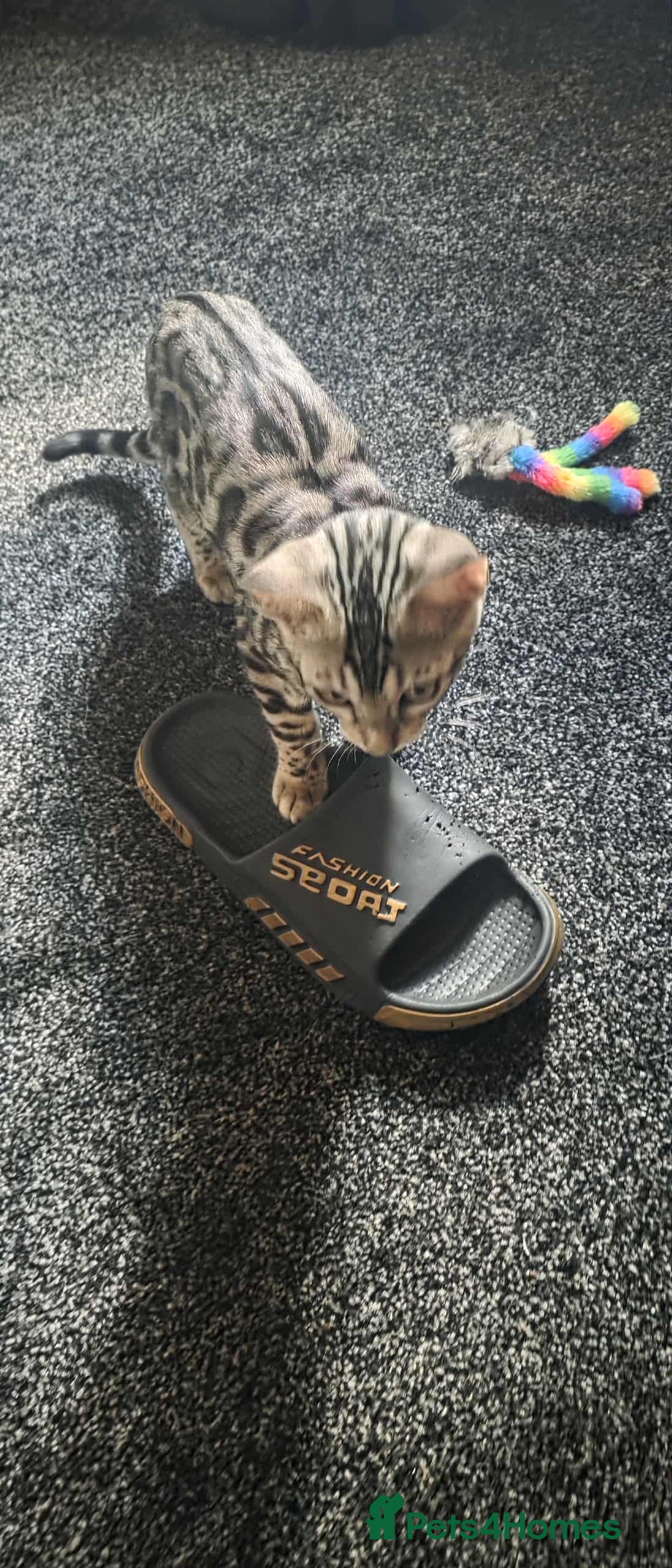 Bengal cats for sale: Silver bengals - Image 20