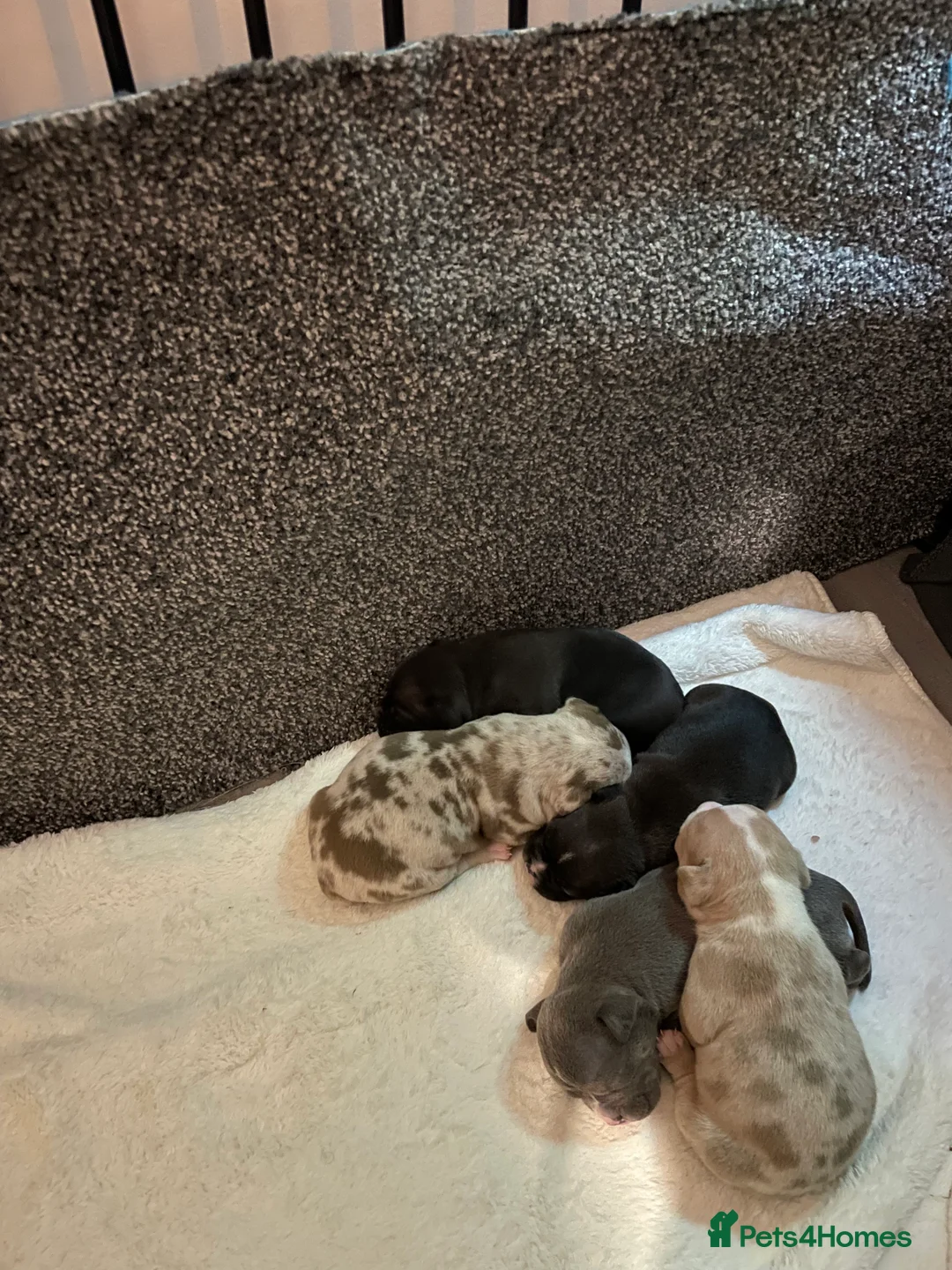 American Bully dogs for sale: American Pocket bully’s puppies  - Advert 17