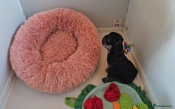 Frug dogs for sale: Last Black & Tan Frug Boy 🥰 - Image 10