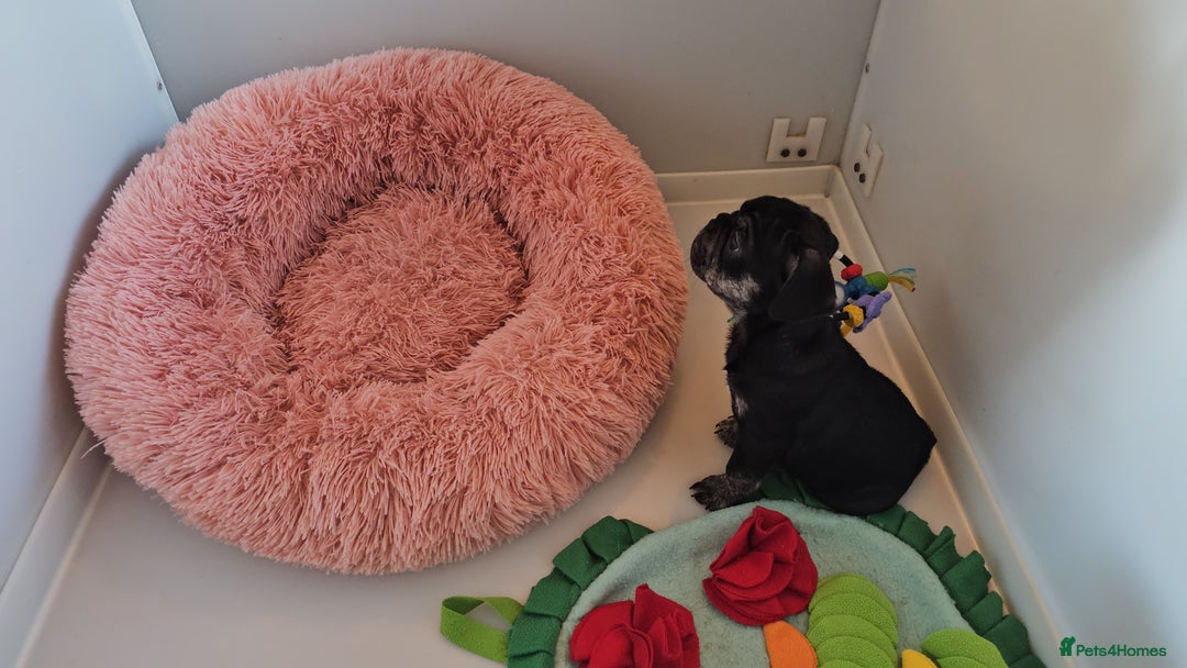 Frug dogs for sale: Last Black & Tan Frug Boy 🥰 - Image 10