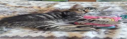 Mixed Breed cats for sale: Kittens for sale - Advert 16