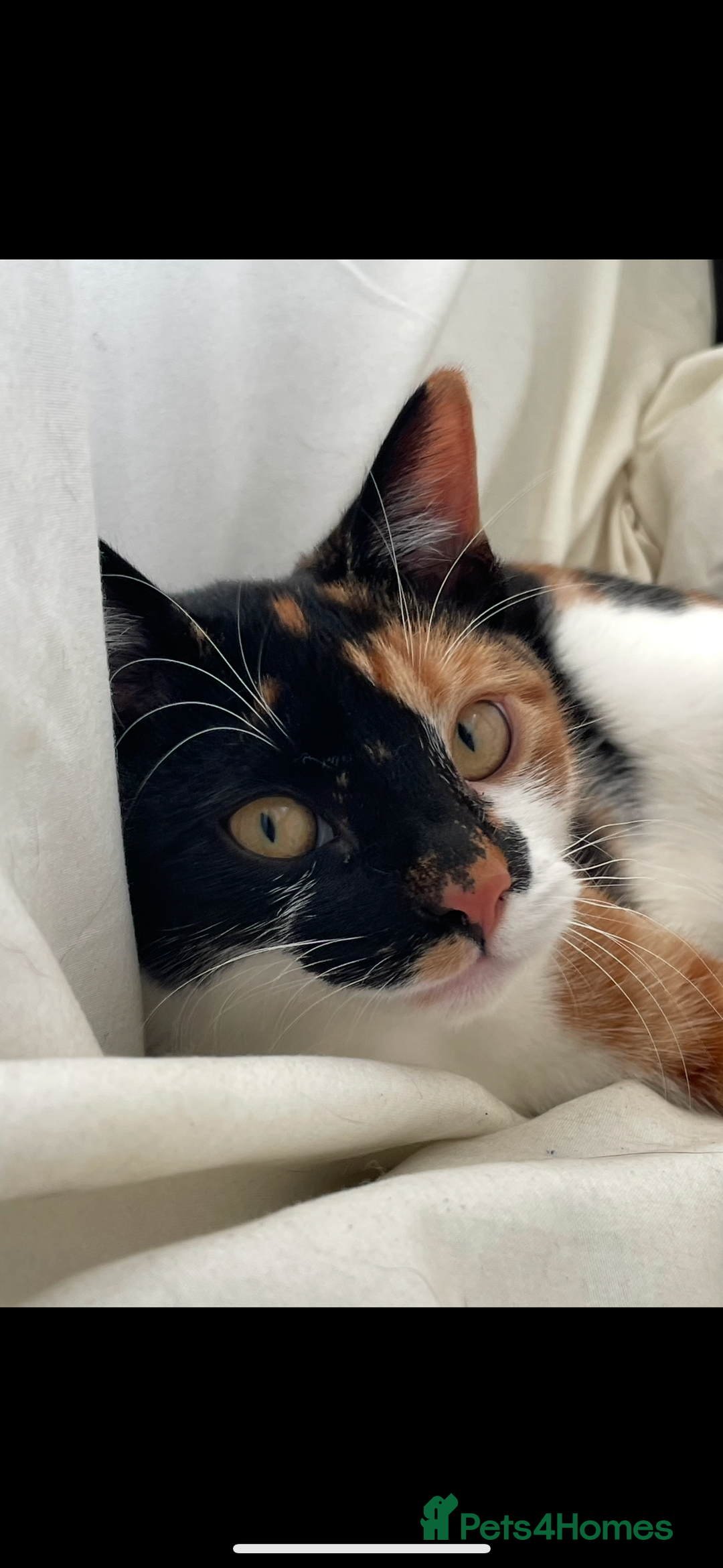 Domestic Shorthair cats for sale: 4 beautiful kittens  - Image 6