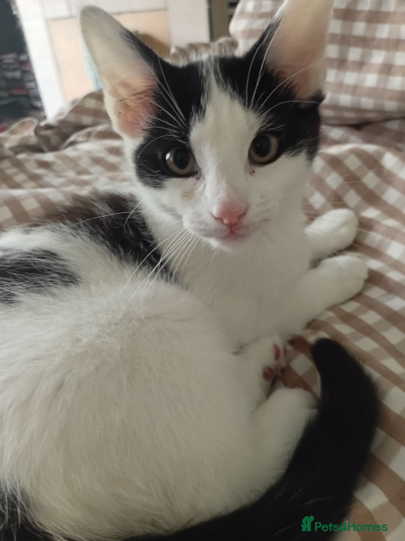 Mixed Breed cats Cute piebald kittens  - Advert 1