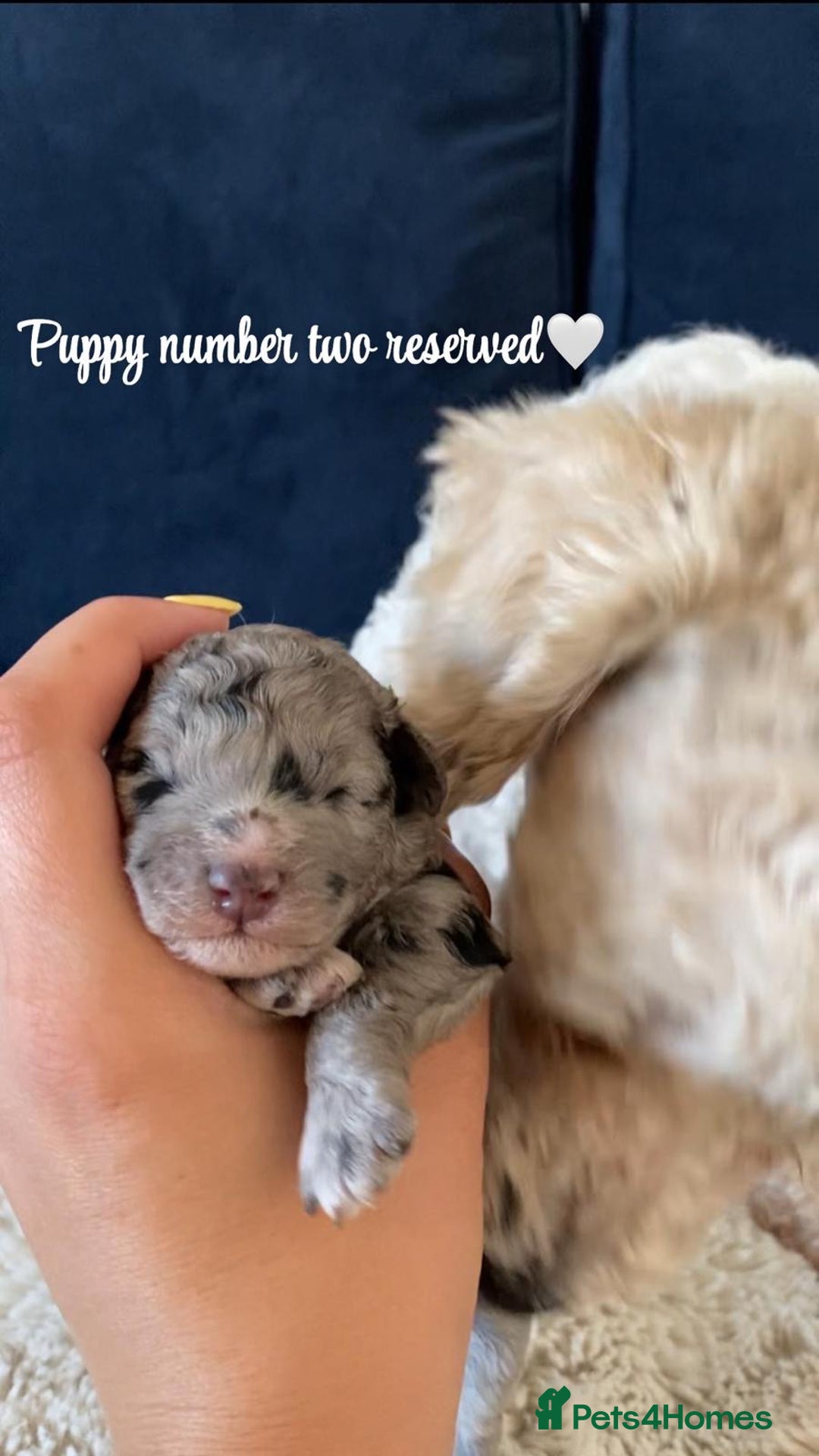 Maltipoo dogs for sale: 🐾Very Rare Jet Black Maltipoo Girl Left 🐾 - Image 9