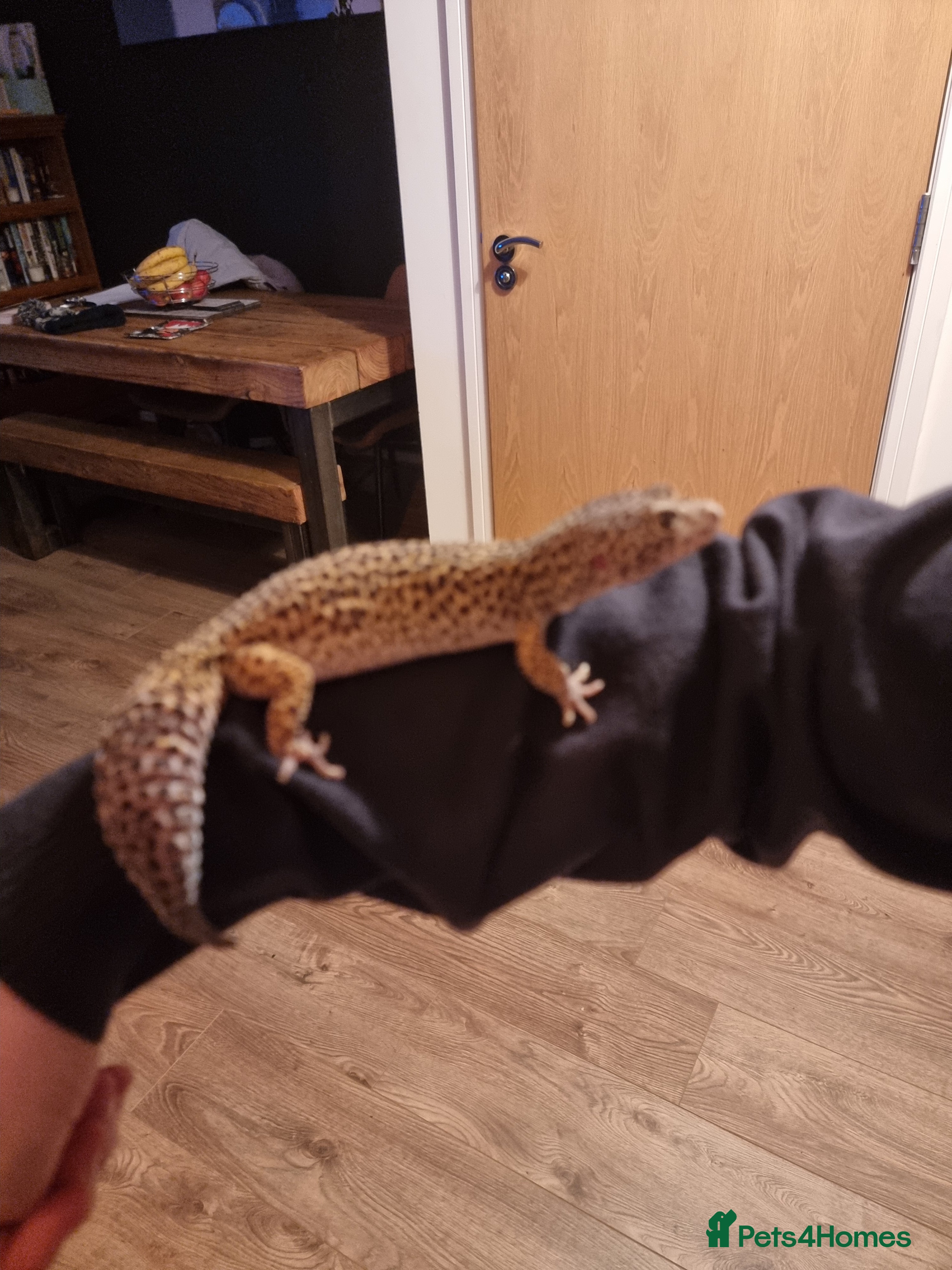 Gecko reptiles Leopard gecko  - Advert 1