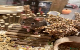 Hamster rodents for sale: Female Brown and White Syrian Hamster - Advert 1