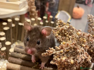 Hamster rodents Female Brown and White Syrian Hamster - Advert 1