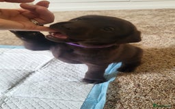 Labrador Retriever dogs for sale: Pedigree Labrador puppies - strong and healthy  - Advert 18