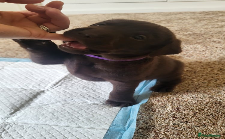 Labrador Retriever dogs Pedigree Labrador puppies - strong and healthy  - Advert 9