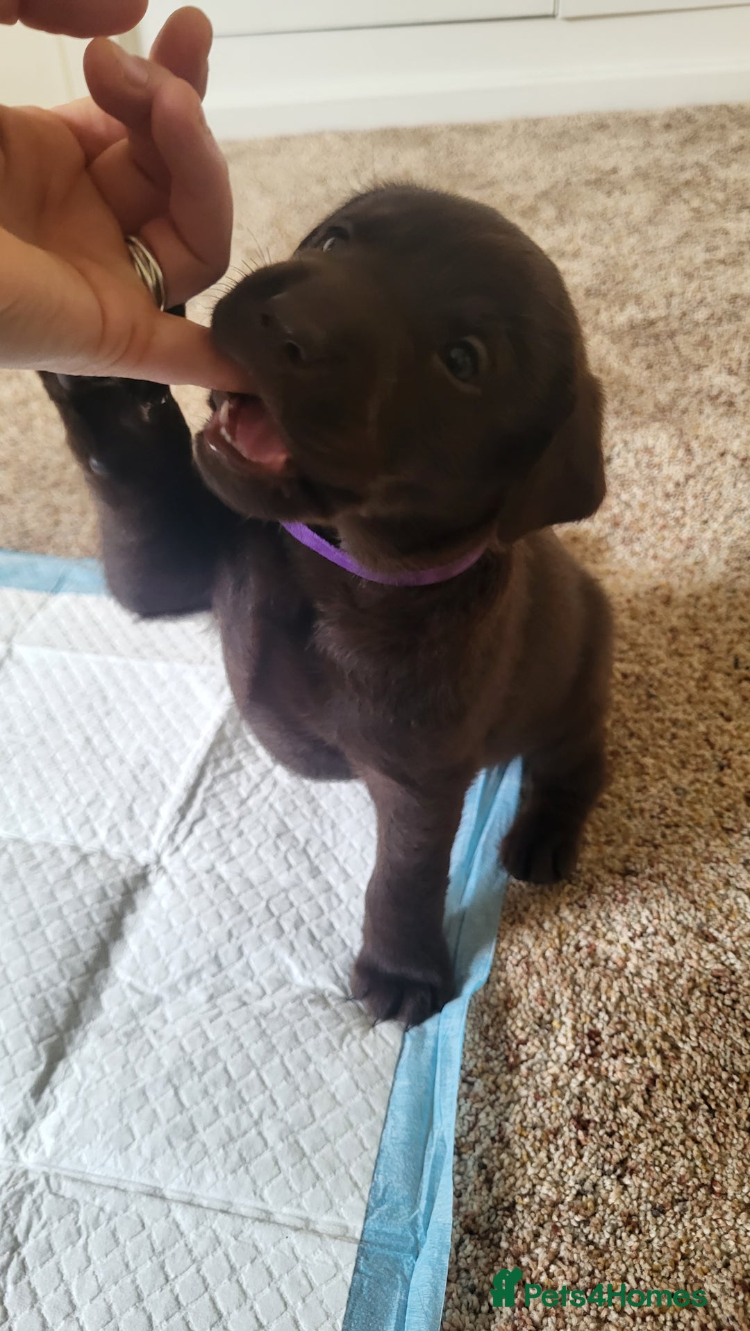 Labrador Retriever dogs for sale: Pedigree Labrador puppies - strong and healthy  - Advert 18