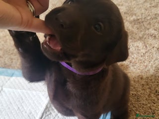 Labrador Retriever dogs Pedigree Labrador puppies - strong and healthy - Advert 4