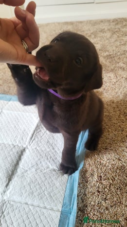 Labrador Retriever dogs Pedigree Labrador puppies - strong and healthy - Advert 9