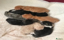 Persian cats for sale: Persian kittens - Image 1