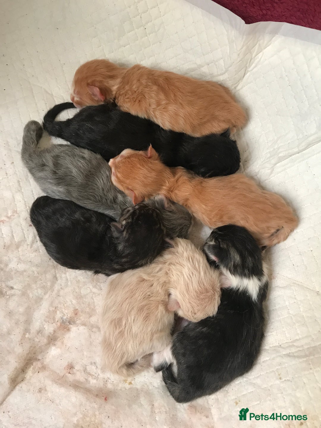 Persian cats for sale: Persian kittens - Image 1